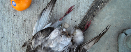 karen elaine spencer (QC)